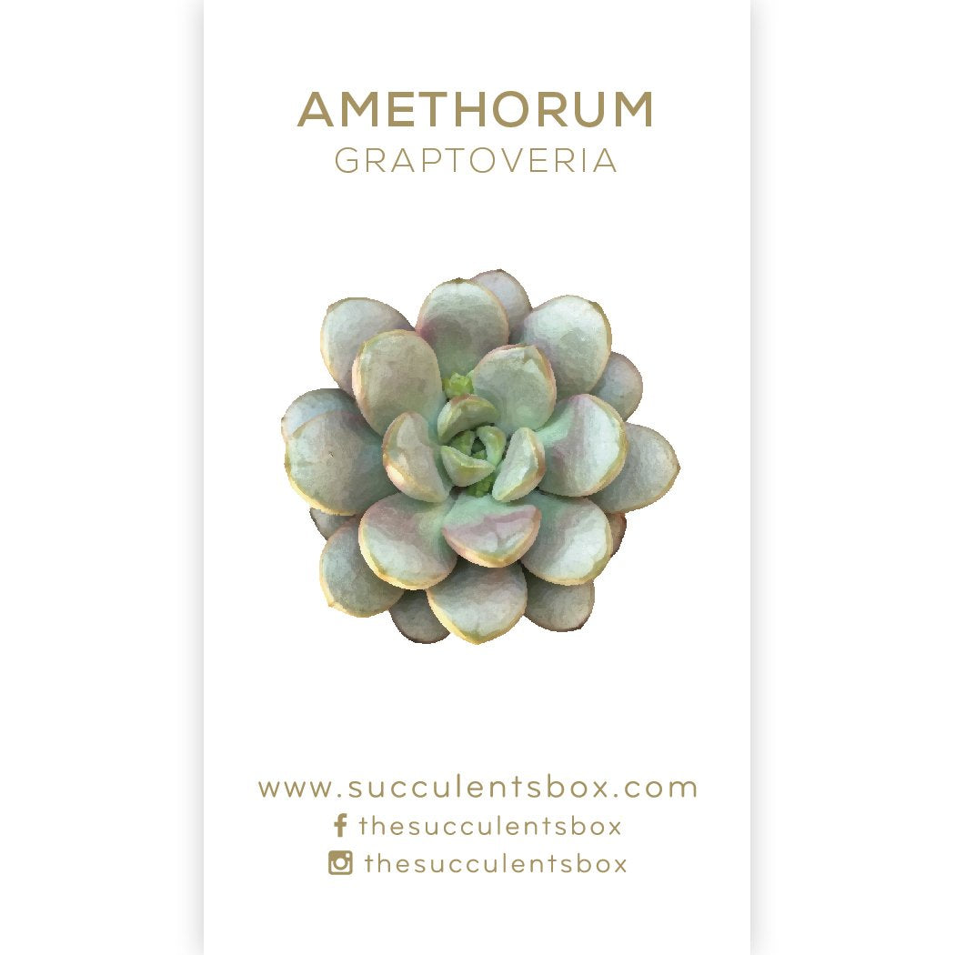 succulent id cards Succulent Care Cards: Rare & Unusual Succulent ID Cards