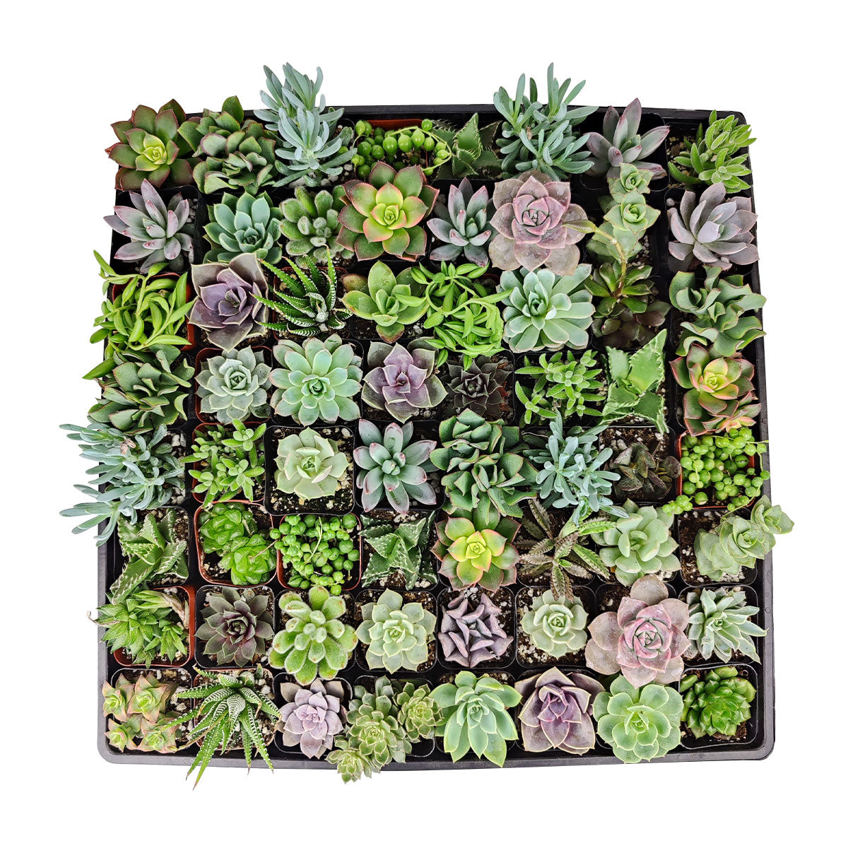 succulent plant wedding giveaways Assorted Succulent Wedding & Party Favors Tray | Unique Wedding Favor Ideas