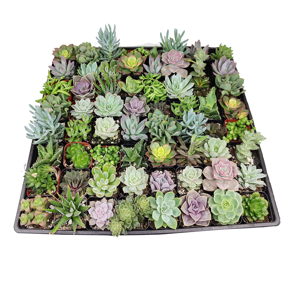 potted succulents wedding favors Assorted Succulent Wedding & Party Favors Tray | Unique Wedding Favor Ideas