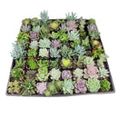 succulent wedding favors bulk Assorted Succulent Wedding & Party Favors Tray | Unique Wedding Favor Ideas