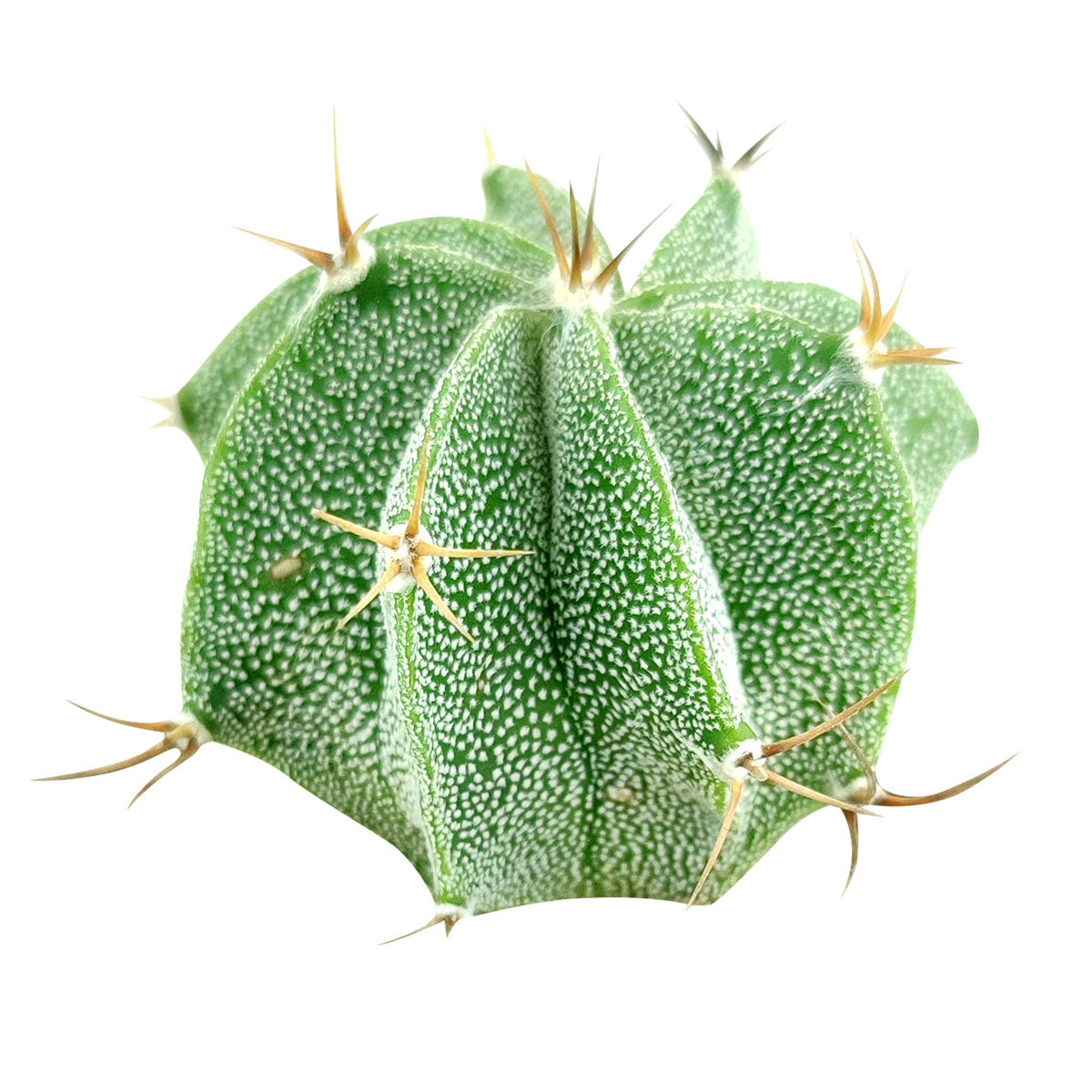 Astrophytum Ornatum Star Cactus for sale, bishop&#39;s cap, monk&#39;s hood cactus, unique cactus succulent, rare cactus for sale, cactus gift ideas, cactus home garden decoration, cactus, cactus succulent, succulent cactus, cacti, cactus and succulents, succulents box, succulent shop, buy succulents online