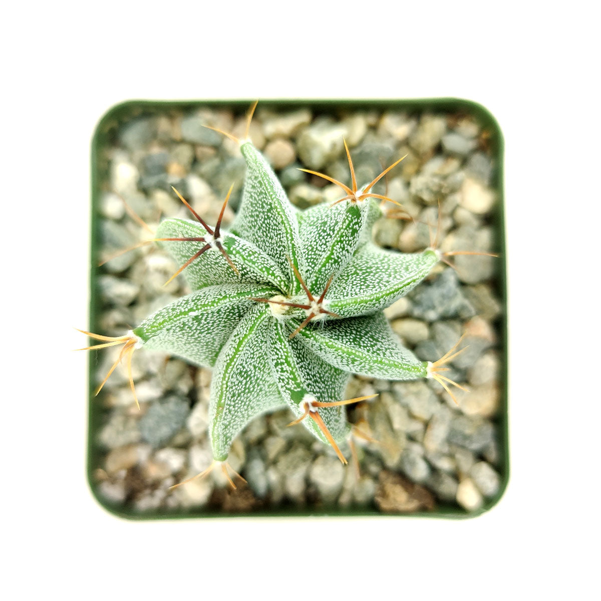 Astrophytum Ornatum Star Cactus for sale, bishop&#39;s cap, monk&#39;s hood cactus, unique cactus succulent, rare cactus for sale, cactus gift ideas, cactus home garden decoration, cactus, cactus succulent, succulent cactus, cacti, cactus and succulents, succulents box, succulent shop, buy succulents online