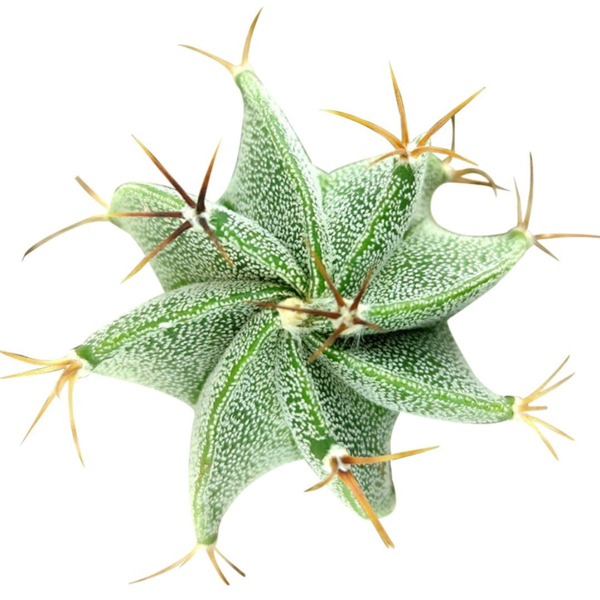 star shaped succulent Astrophytum Ornatum Star Cactus | Unique Cactus Succulent Gift