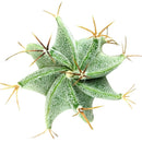 Astrophytum Ornatum Star Cactus for sale, bishop&#39;s cap, monk&#39;s hood cactus, unique cactus succulent, rare cactus for sale, cactus gift ideas, cactus home garden decoration, cactus, cactus succulent, succulent cactus, cacti, cactus and succulents, succulents box, succulent shop, buy succulents online