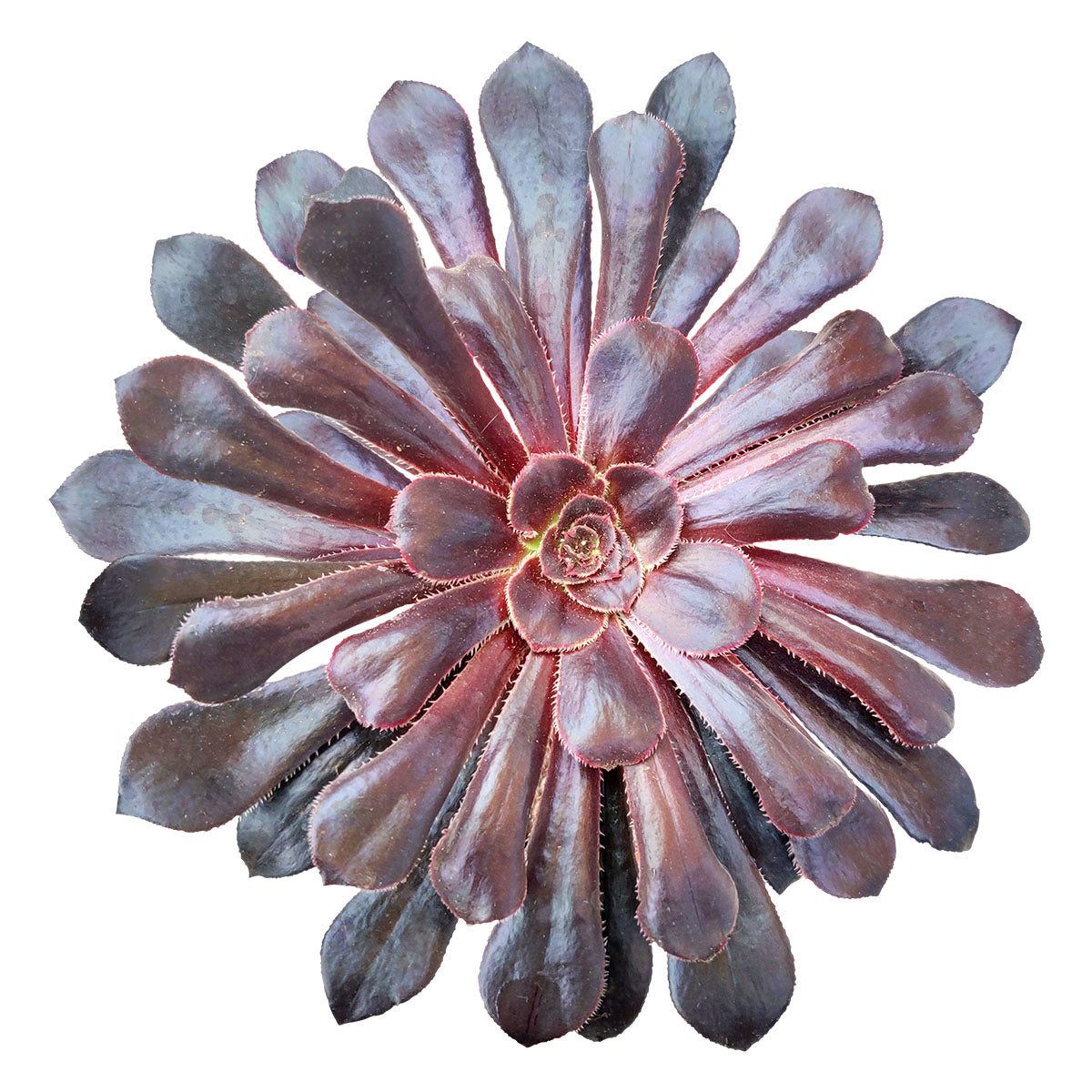 black succulents for sale Black Rose Zwartkop Aeonium