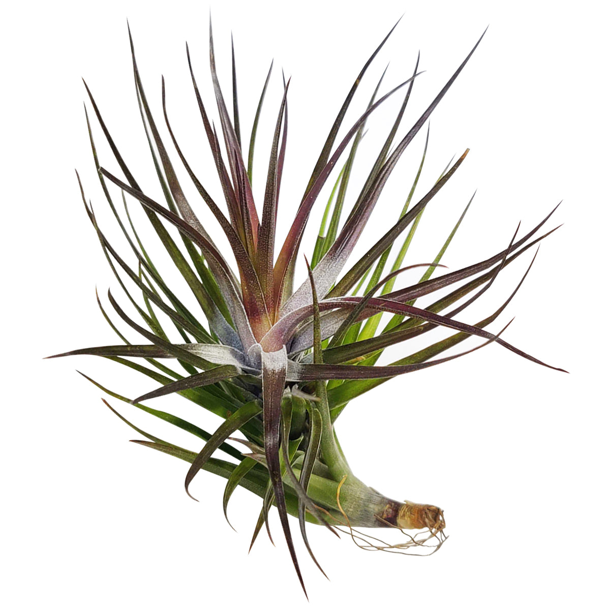 emerald essence air plant Tillandsia tenuifolia Emerald Forest