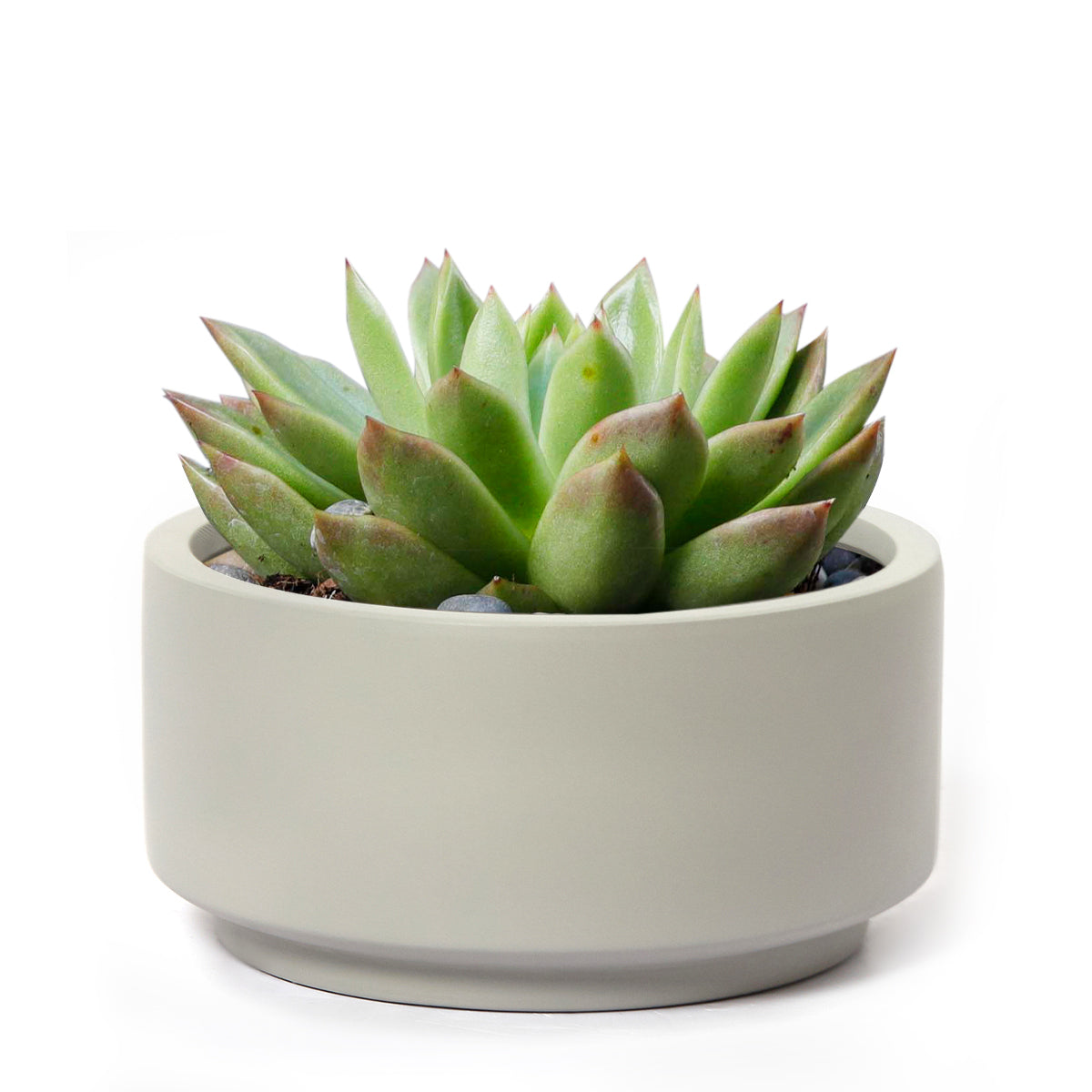 smooth succulents 7 inch Smooth Gray Fiberstone Ceramic Pot