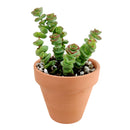 Crassula baby necklace, succulent care, how to grow succulents, succulents shop in California, cactus, succulent care guide, succulent subscription, Rare succulents
