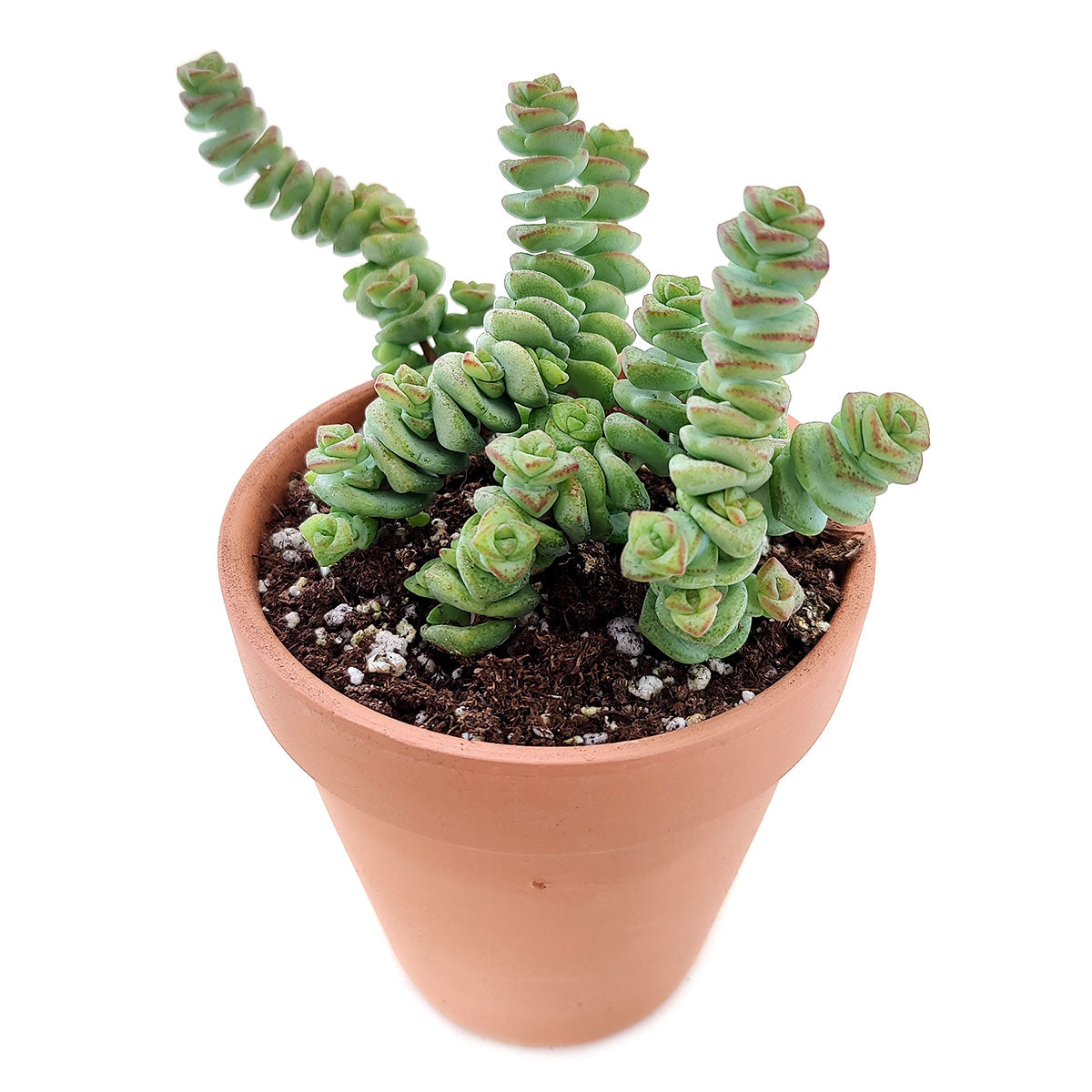 Crassula baby necklace, succulent care, how to grow succulents, succulents shop in California, cactus, succulent care guide, succulent subscription, Rare succulents, Succulents shop near me, Crassula baby necklace in California, How to grow Crassula baby necklace, crassula, crassula plant, crassula succulent, crassula types, crassula varieties, types of crassula, crassula species, crassulas, succulent crassula