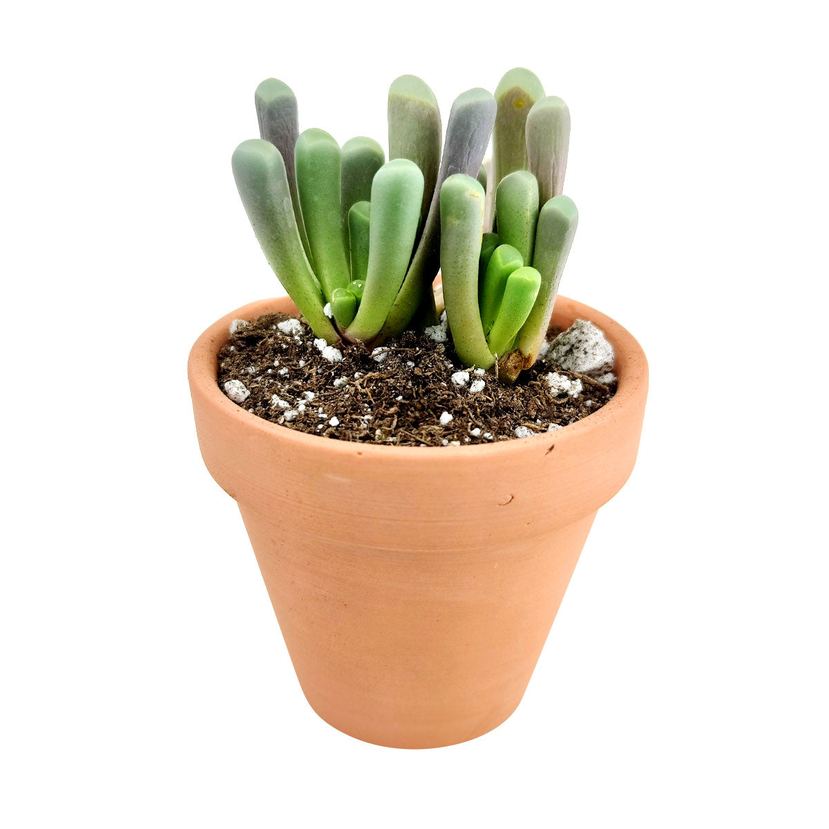 succulent that looks like toes Baby Toes