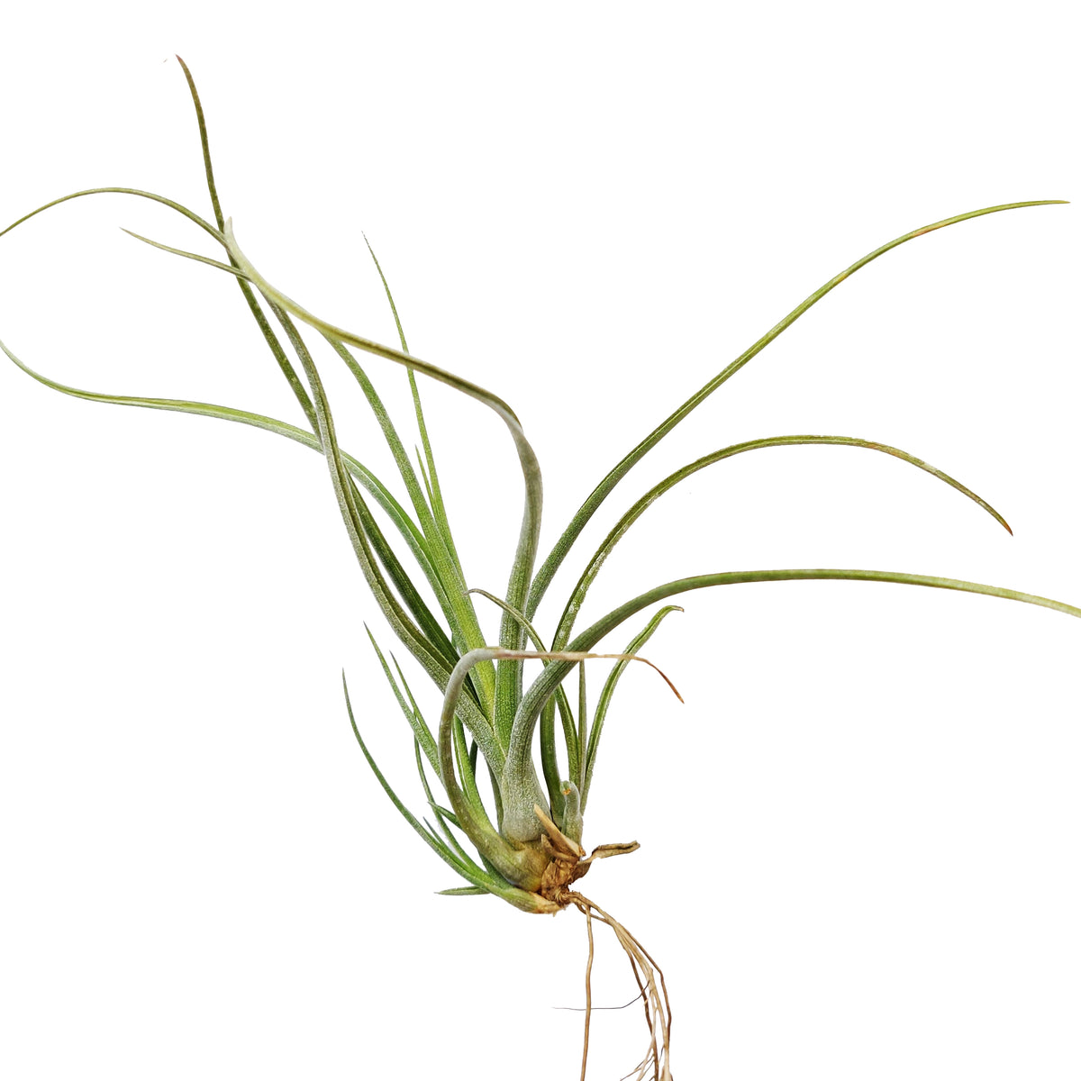 Tillandsia baileyi airplant for sale, Bailey&#39;s ball moss for sale, the reflexed airplant for sale, How to care for Baileyi airplant, Airplant home decor, Air plant gift ideas