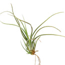 Tillandsia baileyi airplant for sale, Bailey&#39;s ball moss for sale, the reflexed airplant for sale, How to care for Baileyi airplant, Airplant home decor, Air plant gift ideas