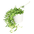 Senecio String of Bananas, easy to care houseplant, houseplant for home and office decoration, succulent plant, indoor succulent