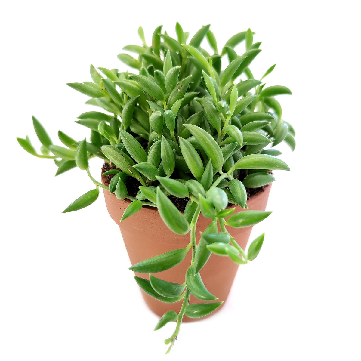 succulent banana plant care Senecio String of Bananas - Low-maintenance Indoor Plants