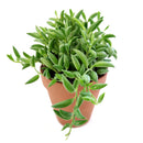 Senecio String of Bananas, easy to care houseplant, houseplant for home and office decoration, succulent plant, indoor succulent