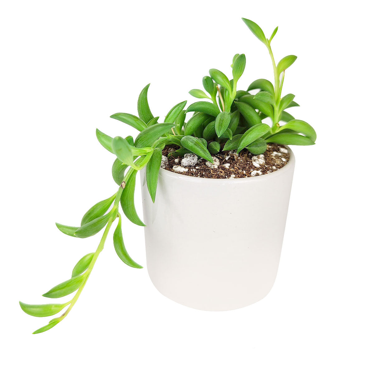 Senecio String of Bananas, succulent care tips, succulent plant, succulents store in CA, succulents shop in California, Rare succulents, succulent care guide, indoor succulents, how to grow succulents, Senecio String of Bananas in California, How to grow Senecio String of Bananas