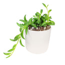 Senecio String of Bananas, easy to care houseplant, houseplant for home and office decoration, succulent plant, indoor succulent