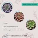 Pink Rosettes Succulent Plant, Types of Graptoveria Succulents, Shop Succulents in California, Buy Succulents Online, Succulents, Cactus, rare succulents, rare succulents for sale, unique succulents, buy succulents online, rare succulent, succulent shop, unusual succulents, succulent store, succulents online