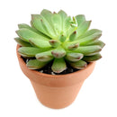 Pink Rosettes Succulent Plant, Types of Graptoveria Succulents, Shop Succulents in California, Buy Succulents Online, Succulents, Cactus, rare succulents, rare succulents for sale, unique succulents, buy succulents online, rare succulent, succulent shop, unusual succulents, succulent store, succulents online