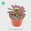 mardi gras succulent for sale, Succulents, succulent care, succulent care guide, succulents shop in California, succulent subscription, succulent care tips, succulents store in CA, Rare succulents, Aeonium Mardi Gras in California, How to grow Aeonium Mardi Gras