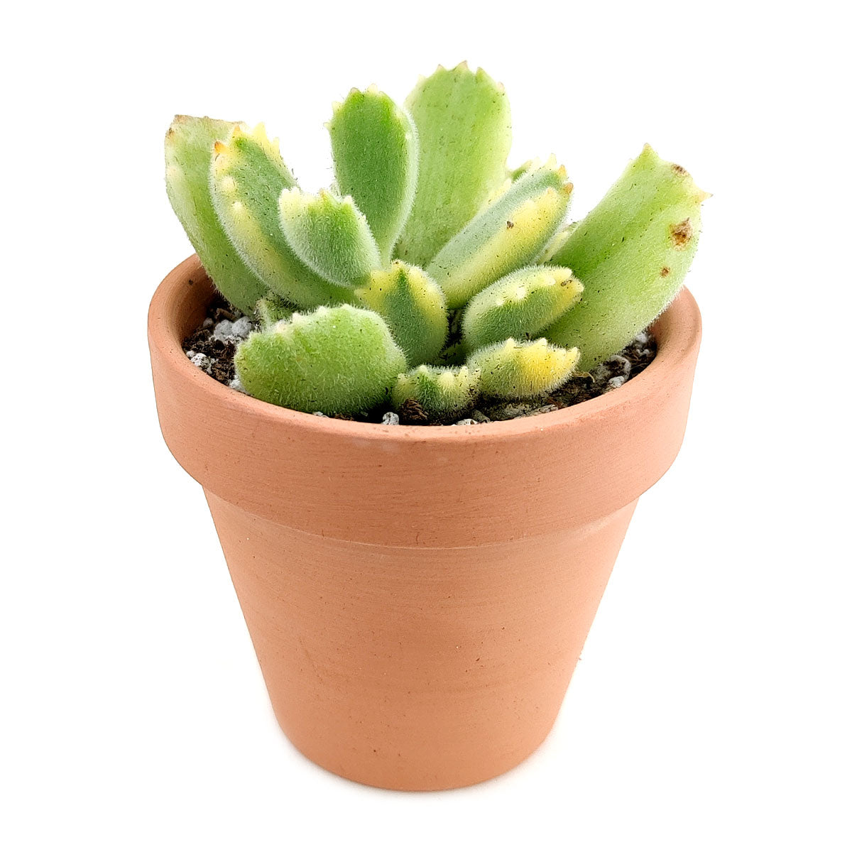 small succulent plant bear and breakfast Cotyledon Tomentosa Bear Paw Succulent | Succulent Care