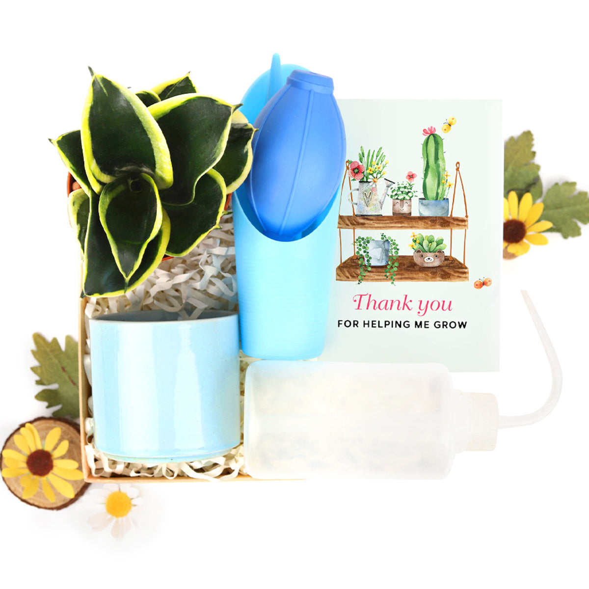 house plant gift box, house plant box gift, gift box, gift box ideas, Houseplant Beginner Kit Gift Box, Houseplant Beginner Kit Gift Box for sale 2025