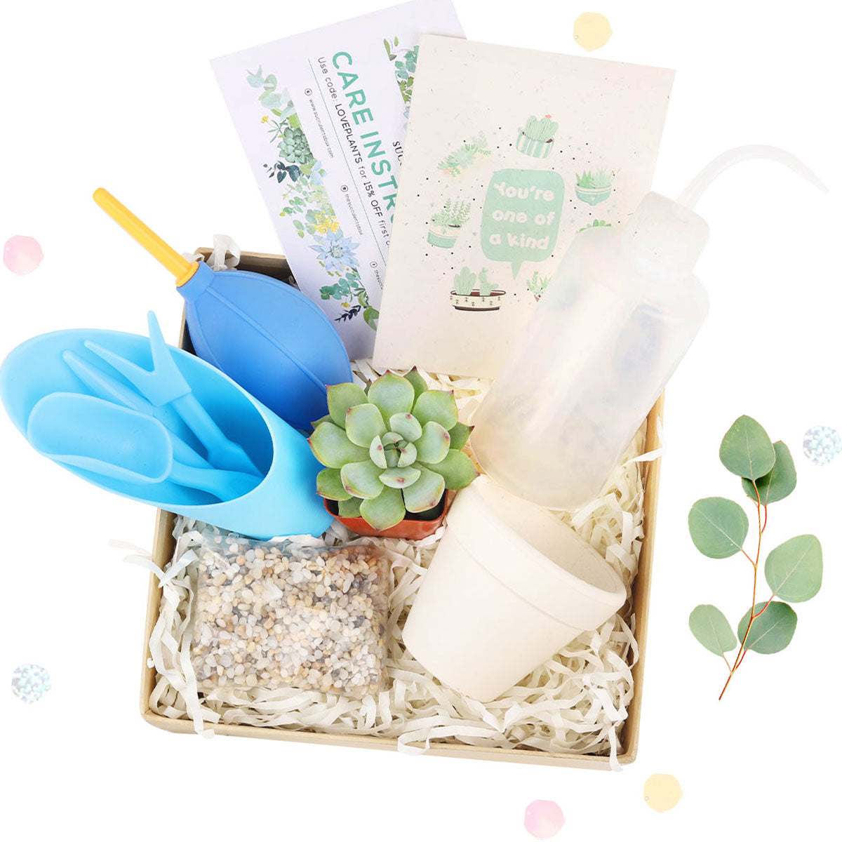 Beginner Kit Gift Box for sale, Succulent Starter Kit, Succulent Kit for Beginner, Best Succulent Gift for Beginner, Succulent Beginner Kit, EcoFriendly Succulent Gift Box for Employee, Corporate Gift Succulents For Sale Online, Father&#39;s Day Gift Box, Father&#39;s Day Gift Box Ideas, Plant Dad Gifts, Gifts for Dad, Father&#39;s Day Gifts Delivery 2025, Plant Gifts for Men, Happy Father&#39;s Day Gift, Succulent Gift for Men, Thank You Gift Dad, Appreciation Gift for Dad