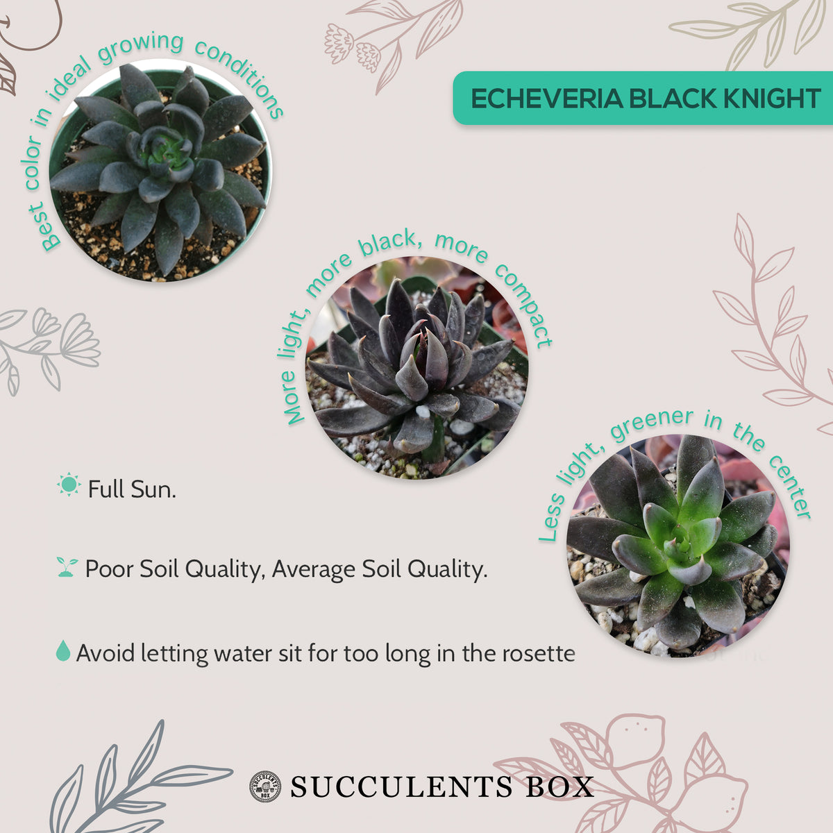 How to care for black knight Succulent, How to make your succulent dark, How to change succulent color, How to make black knight Succulent turn pink, Succulent turning pink, How to make succulents change color, How to grow colorful succulents,echeveria, echeveria succulent, echeveria types, succulent echeveria, buy succulents online, succulent shop, succulent store, echeveria plant, indoor succulents