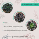 Echeveria Black Prince Succulent, indoor succulents, echeveria, echeveria succulent, echeveria types, succulent echeveria, buy succulents online, succulent shop, succulent store, echeveria plant, carer tips for growing echeveria succulent plants