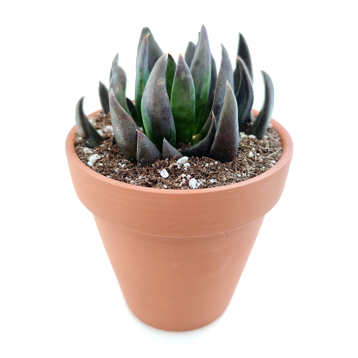Echeveria Black Knight 2 inch/ 4 inch in Terracotta Pot for Sale, Black Succulents for Halloween Gift Decor Ideas