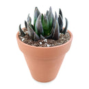 Echeveria Black Prince Succulent, indoor succulents, echeveria, echeveria succulent, echeveria types, succulent echeveria, buy succulents online, succulent shop, succulent store, echeveria plant, carer tips for growing echeveria succulent plants