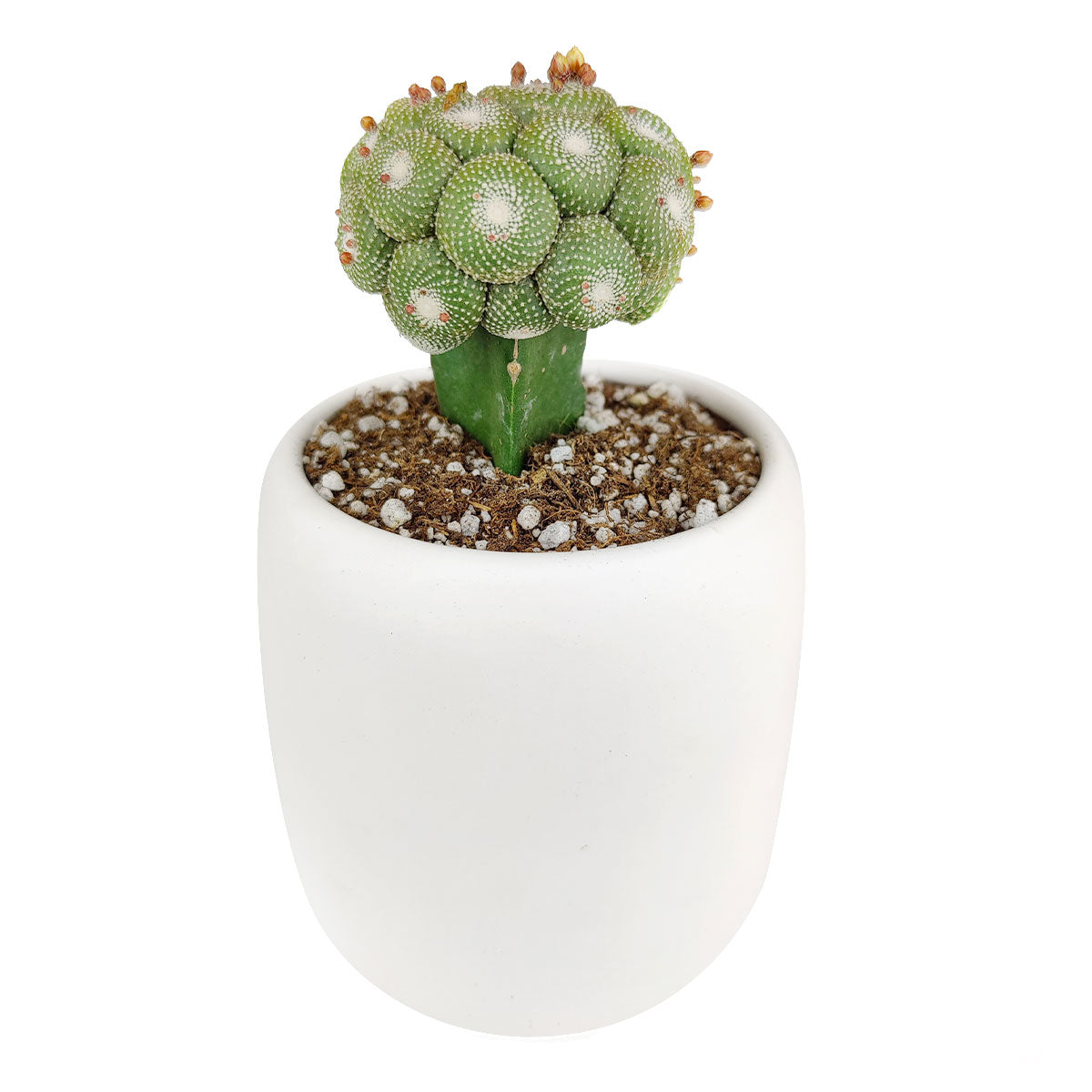 francis cactus succulents Blossfeldia Cactus Succulent | Unusual Shaped Cactus Plant | Unique Cactus Gift