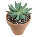 How to care for blue elf Succulent, How to make your succulent pink, How to change succulent color, How to make blue elf Succulent turn pink, Succulent turning pink, How to make succulents change color, How to grow colorful succulents, echeveria, echeveria succulent, echeveria types, succulent echeveria, buy succulents online, succulent shop, succulent store, echeveria plant, indoor succulents