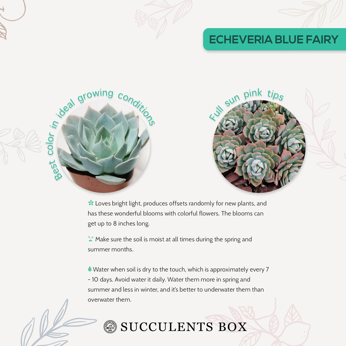 How to care forBlue Fairy Succulent, How to make your succulent pink, How to change succulent color, How to make Blue Fairy Succulent turn pink, Succulent turning pink, How to make succulents change color, How to grow colorful succulents, echeveria, echeveria succulent, echeveria types, succulent echeveria, buy succulents online, succulent shop, succulent store, echeveria plant,  indoor succulents