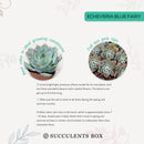How to care forBlue Fairy Succulent, How to make your succulent pink, How to change succulent color, How to make Blue Fairy Succulent turn pink, Succulent turning pink, How to make succulents change color, How to grow colorful succulents, echeveria, echeveria succulent, echeveria types, succulent echeveria, buy succulents online, succulent shop, succulent store, echeveria plant,  indoor succulents