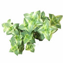 4 inch Succulent Randomly Picked, Types of colorful succulent plants