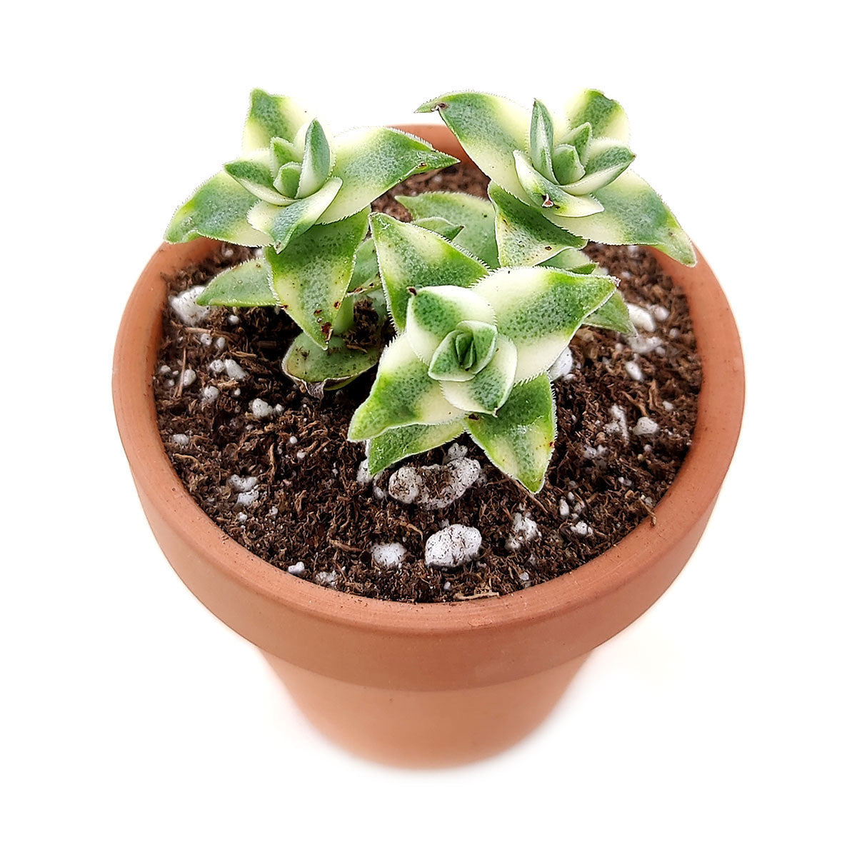 marble buttons succulent Variegated String of Buttons for Sale