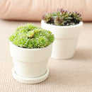 Gift 2 Succulents/ Month Subscription - 1 time charge