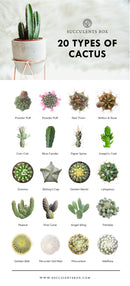 Types of succulents with pictures, Different types of succulents, Succulent Identification Chart, Succulent Types, Identifying Types of Succulents with pictures