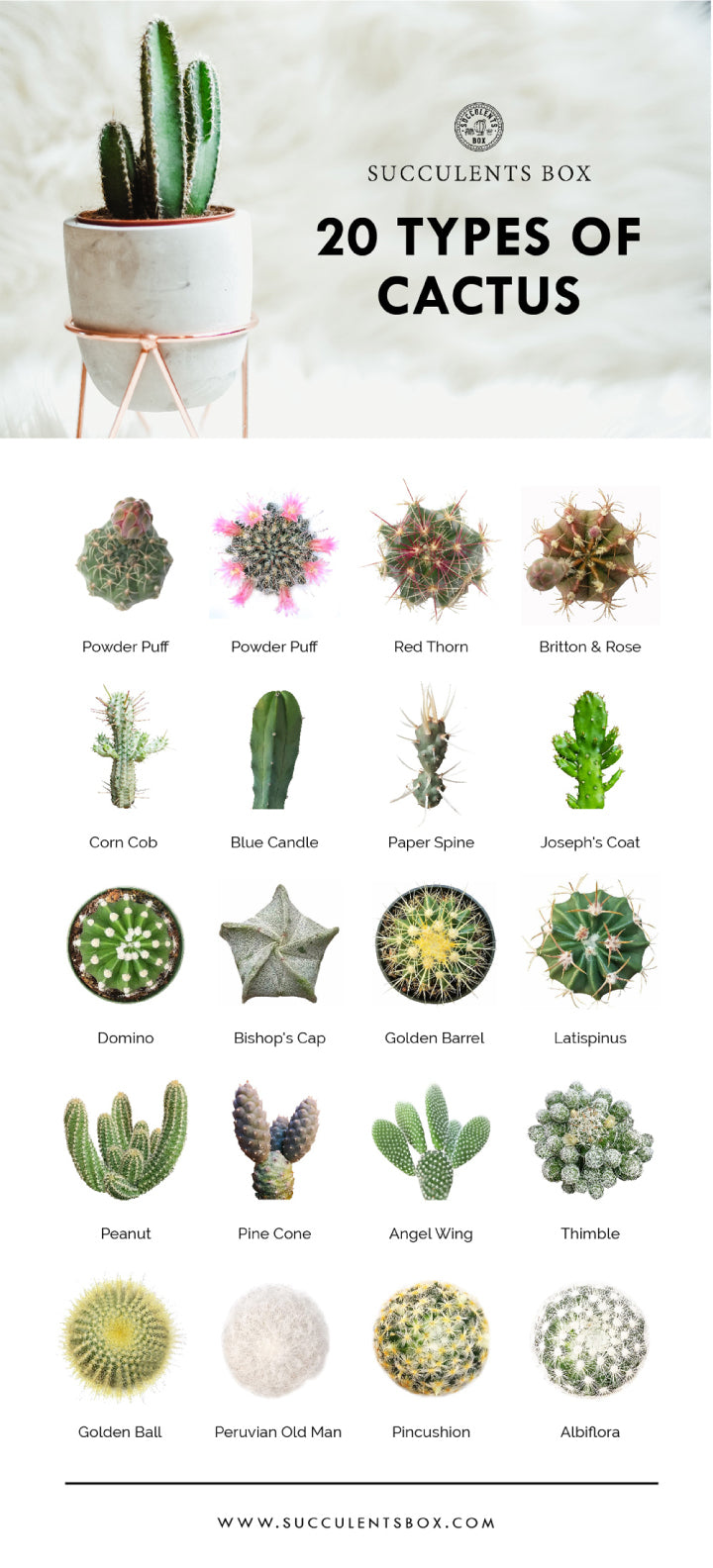 Types of Succulents Printable Art for sale, Printable Cactus Art, Succulents Digital Download, Succulents Home Office Decor, Succulents Gift Ideas, Modern Wall Art Decor, Succulents Printable Poster, printable art cacti download home decor, Types of Cactus Succulents for sale