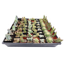 Wedding favor, cactus tray, cactus gift pack, succulents for weddings, cactus succulents,  cactus succulent gift ideas, cactus gift ideas, cacti species, cacti plants, cacti succulents, wedding favor ideas, corporate gift ideas