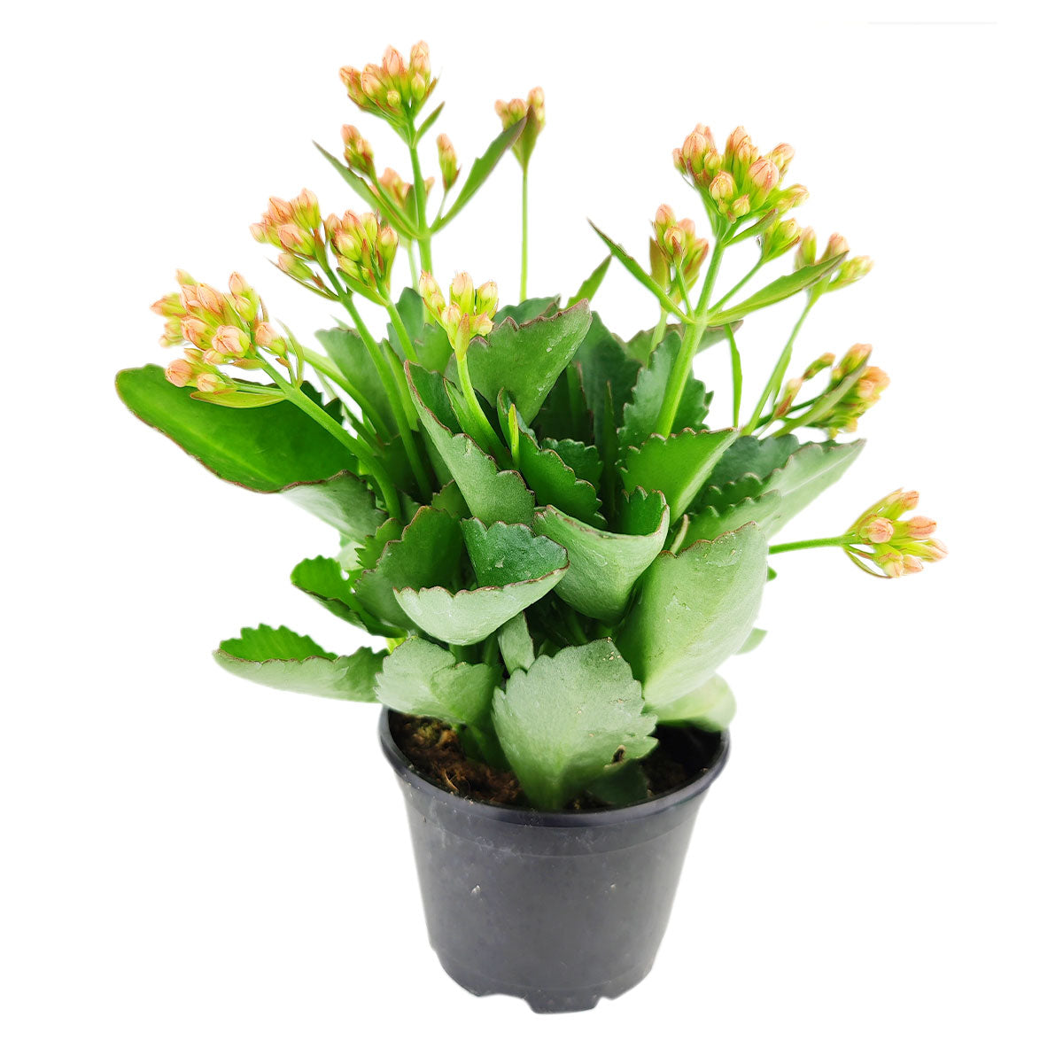 kalanchoe blossfeldiana calandiva orange flowers, calandiva plant indoor, plant gift ideas, orange flowers/ orange blossoms, plant with orange flower, flowering succulent plants/ flowering plant, houseplant decor/ succulent table decor