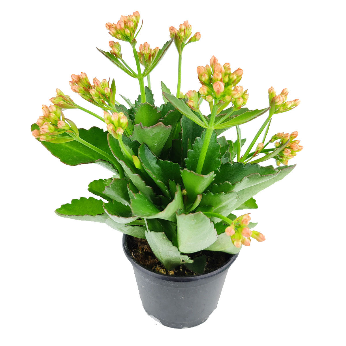 succulents with orange flowers Calandiva Orange: The Easy-Care Houseplant With Beautiful Orange Flowers