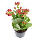 calandiva redfor sale, calandiva near me, kalachoe calandiva near me, succulents, best succulent gift, best indoor plants, types of houseplants, low light houseplants, easy to grow houseplants