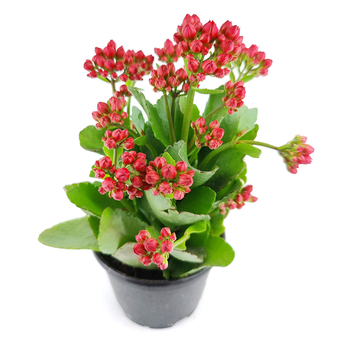 succulents that bloom red flowers Kalanchoe blossfeldiana 'Calandiva Red' | Houseplant Decor