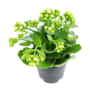 kalanchoe care, calandiva white for sale, calandiva near me, kalachoe calandiva near me, succulents, best succulent gift, best indoor plants, types of houseplants, low light houseplants, easy to grow