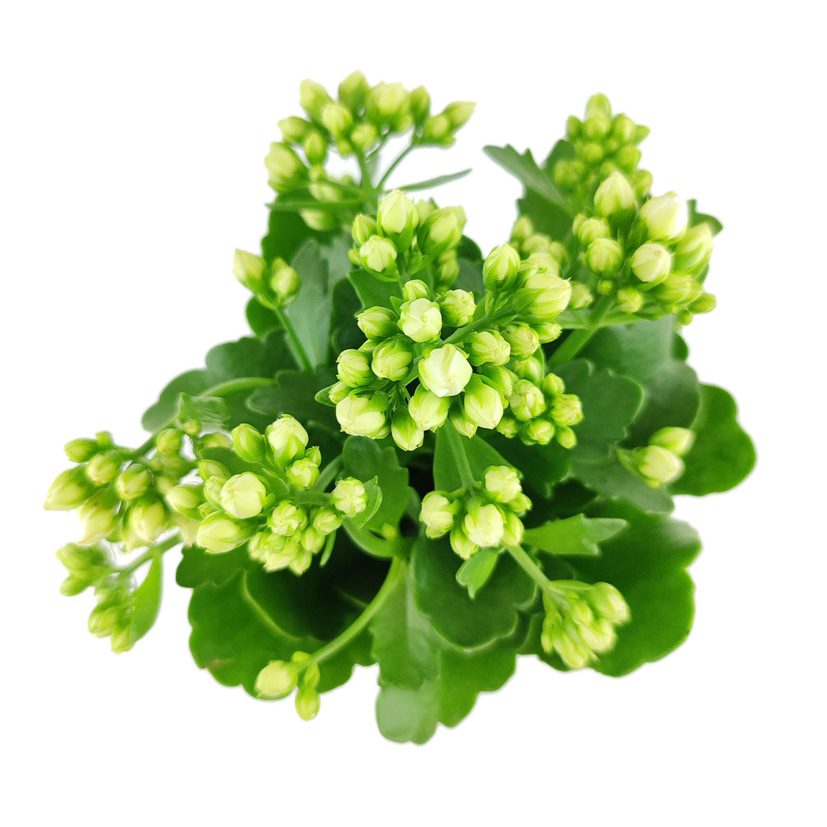 kalanchoe succulent with white flowers Kalanchoe blossfeldiana 'Calandiva White' | Houseplant Decor