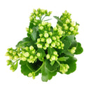 kalanchoe care, calandiva white for sale, calandiva near me, kalachoe calandiva near me, succulents, best succulent gift, best indoor plants, types of houseplants, low light houseplants, easy to grow