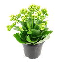 kalanchoe care, calandiva white for sale, calandiva near me, kalachoe calandiva near me, succulents, best succulent gift, best indoor plants, types of houseplants, low light houseplants, easy to grow