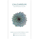 Sempervivum Succulent ID Cards